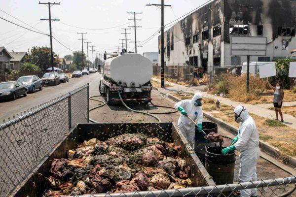 Rotting Food Pile Creates Health Crisis in Boyle Heights