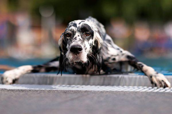 Science Debunks the 7-Year Dog Rule: Here's the Real Way to Calculate Your Pet's Age