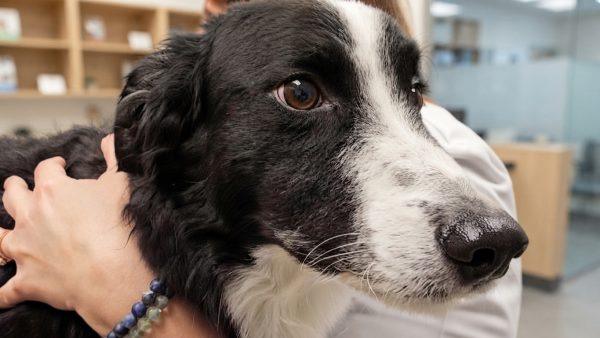 Screwworm outbreak halts Texas pet adoptions and strains shelters
