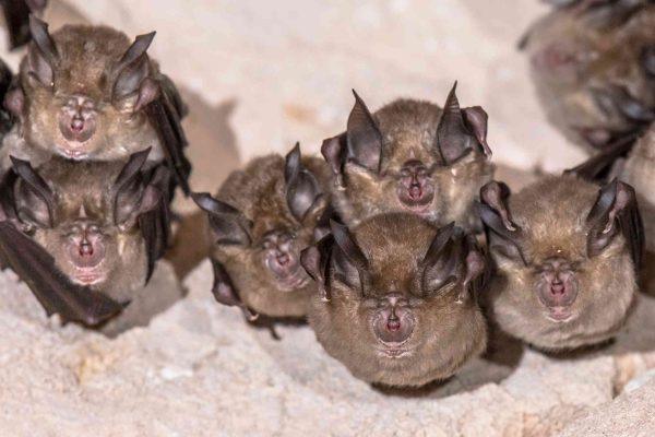 Second rabies case in a month puts Gwinnett County on alert