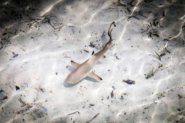 Shark swims through flooded New Jersey streets after nor'easter