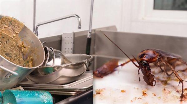 South Florida restaurant inspections uncover serious health violations