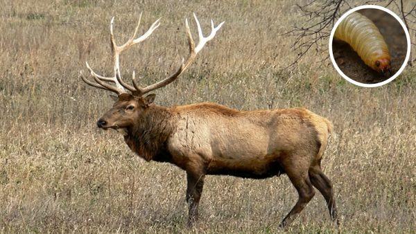 Texas elk tests positive for flesh-eating screwworm, officials expand surveillance