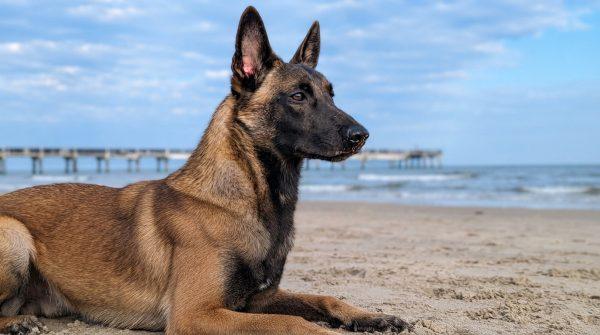 Texas service dog Major gets 10-day reprieve from federal judge after 545 days in shelter
