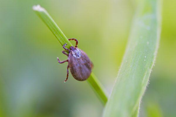 Tick Bites Hit Record High in the US: What Latinos Need to Know in 2026