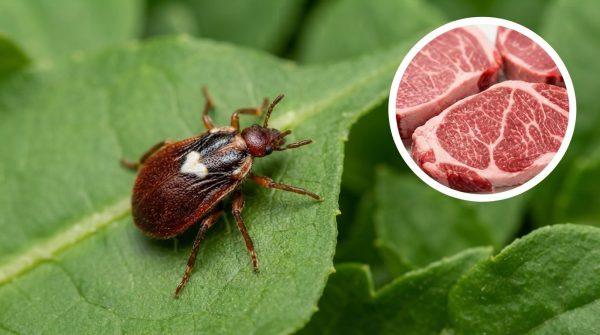 Tick-borne meat allergy surges in U.S. tourist spots, alarming health officials