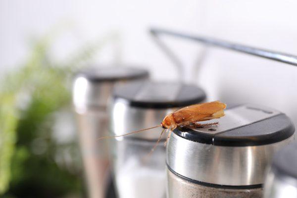 Your microwave is a five-star hotel for cockroaches—here's how to evict them